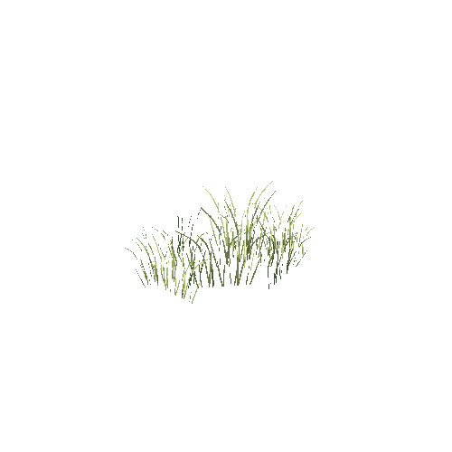 Grass 05